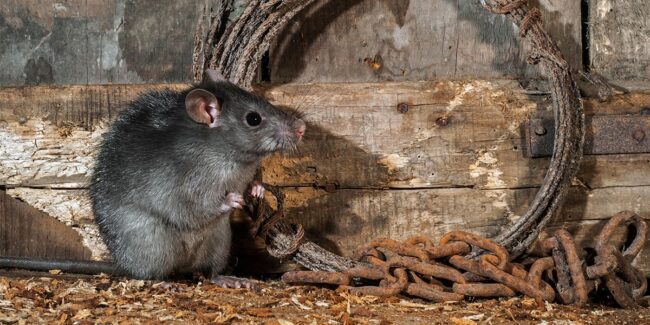 Les rats, vecteurs de bactéries antibiorésistantes dans les unités de production animale