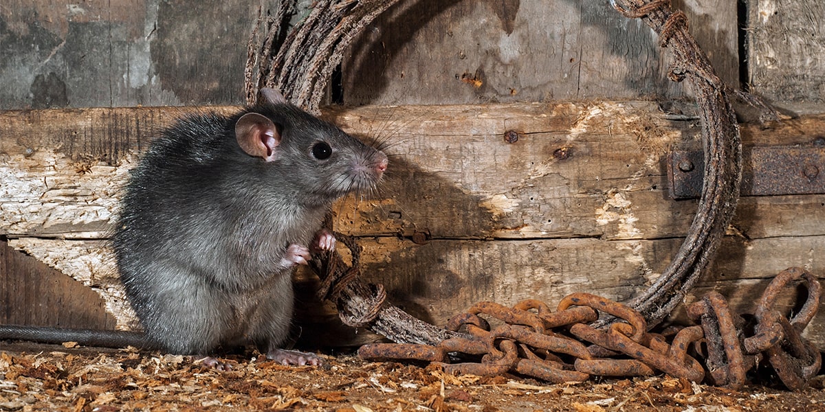 Les rats, vecteurs de bactéries antibiorésistantes dans les unités de production animale