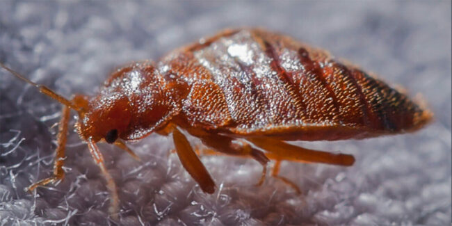 punaises-des-lits-blog