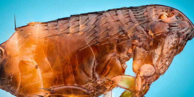 puces-technique-temp